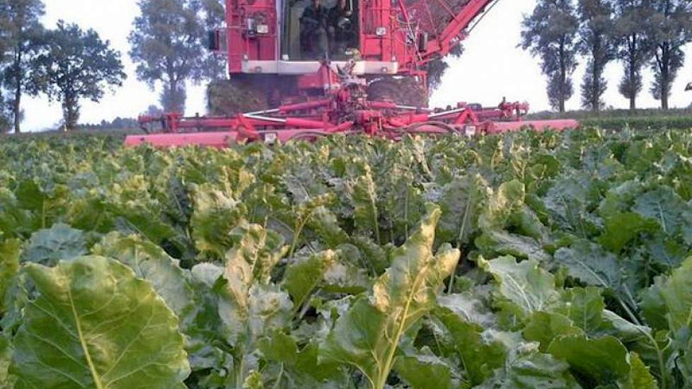 Kees Damen van loonbedrijf Damen uit Terheijden rooit suikerbieten. Dit gebeurt met een Agrifac Hexa.