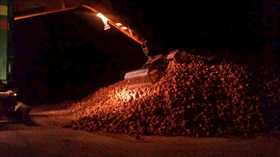 Bijna alle suikerbieten zijn inmiddels gerooid. Enkele honderden hectares zitten nog in de grond. Suiker Unie verwacht de campagne over een maand af te sluiten.