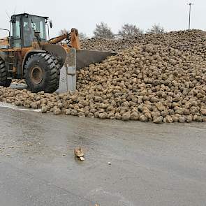 Een shovel schuift de eerder gestorte bieten naar de bunkers.