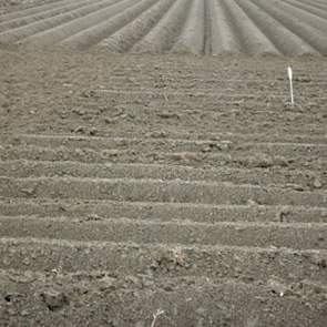 In totaal zijn slechts enkele hectares gepoot, voor veel telers is het nog te vroeg om te poten.