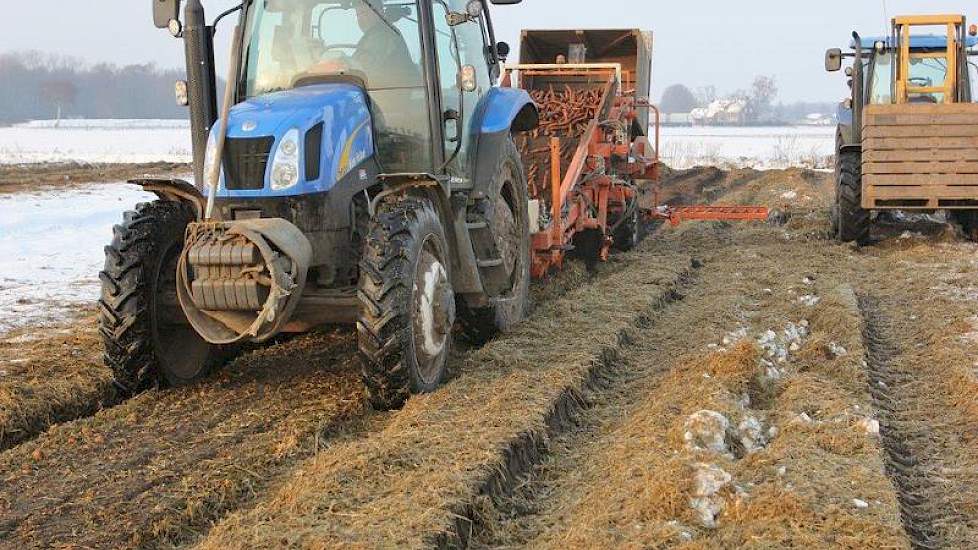 De oogst loopt van half juni tot eind april. ‘Zo kunnen we elke dag vers product leveren’, zegt In ’t Zandt. Op deze archieffoto de oogst van wortelen bij VersePeen in januari vorig jaar.