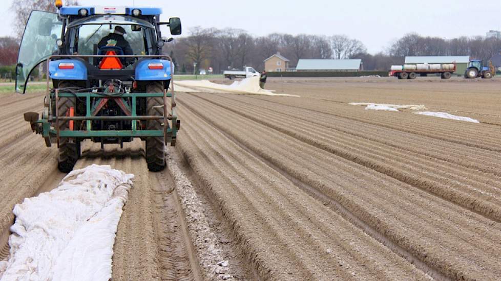 De drie telers binnen VersePeen telen in totaal 24 hectare peen. De wortelen worden na de oogst op het bedrijf gewassen, gesorteerd en verpakt. De afzet verloopt via telersvereniging Fossa Eugenia in Venlo naar groothandels en groentespeciaalzaken.