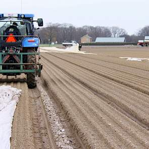 De drie telers binnen VersePeen telen in totaal 24 hectare peen. De wortelen worden na de oogst op het bedrijf gewassen, gesorteerd en verpakt. De afzet verloopt via telersvereniging Fossa Eugenia in Venlo naar groothandels en groentespeciaalzaken.