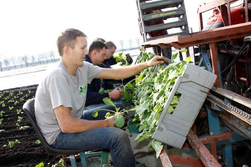 De omstandigheden voor het planten zijn goed. Slagter hoopt de eerste bloemkool half mei te oogsten.