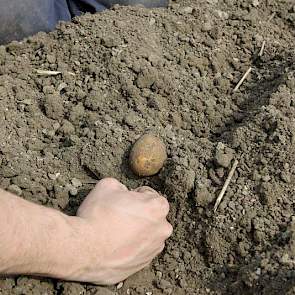 De mannen zijn tevreden: de aardappelen liggen vuisthoog gemeten vanaf de vaste grond.