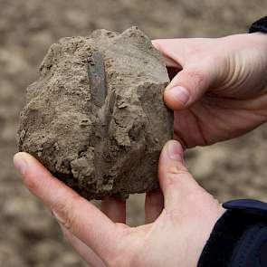 De kluiten zijn dit jaar met niets te vergelijken. De tanden van de rotorkopeg raken de kluiten wel, maar ze gaan niet kapot. Ze schieten zelfs gewoon weg. „Omdat het niet heeft gevroren is de onderlaag nog nat, en bovenlaag kei- en keihard op deze 7 hect