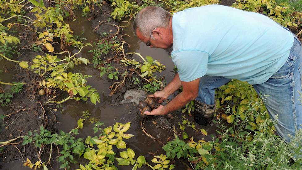 Akkerbouwer Dirk Quartel uit Werkendam bekijkt de aardappelen op het ondergelopen perceel. Hij verwachtte een topopbrengst van de Innovators. Nu heeft hij het perceel grotendeels afgeschreven.