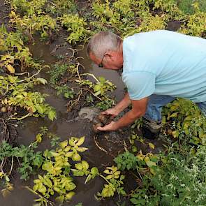 Akkerbouwer Dirk Quartel uit Werkendam bekijkt de aardappelen op het ondergelopen perceel. Hij verwachtte een topopbrengst van de Innovators. Nu heeft hij het perceel grotendeels afgeschreven.