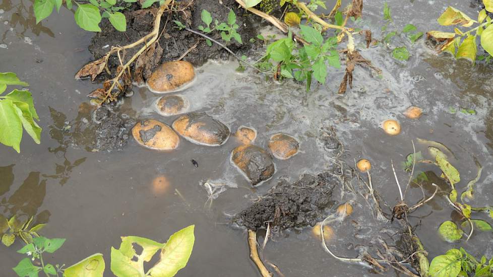 Aardappelen drijven in een ondergelopen perceel.