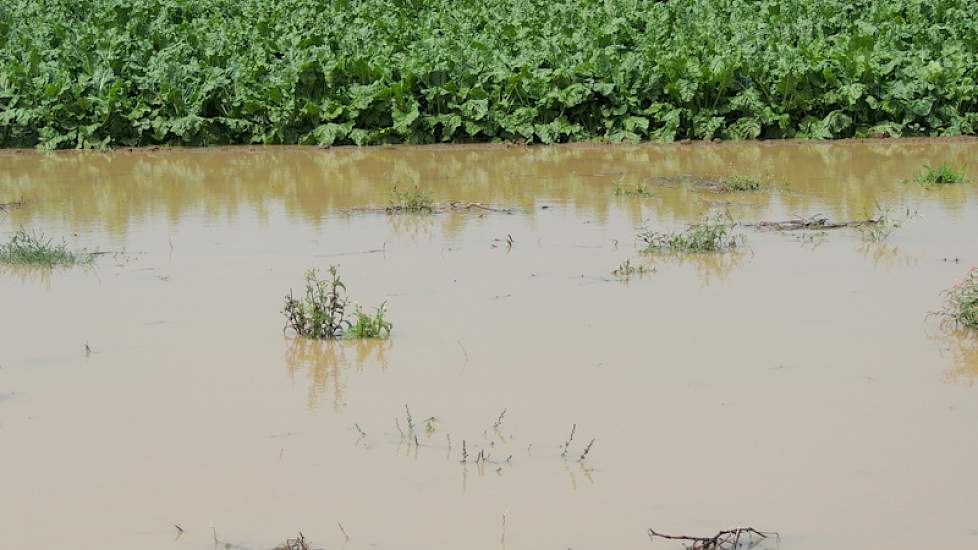 De suikerbieten van loonbedrijf Kasteel Meeuwen staan in het water.