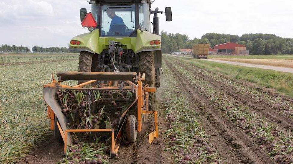 De opbrengst van de Red Ray ligt naar verwachting rond 75 ton. ‘Boven gemiddeld’, zegt hij. ‘Ik heb ze wel twee keer moeten beregenen.’ Bij de gele uien, die deze week zijn geladen, ligt de opbrengst boven de 80 ton.