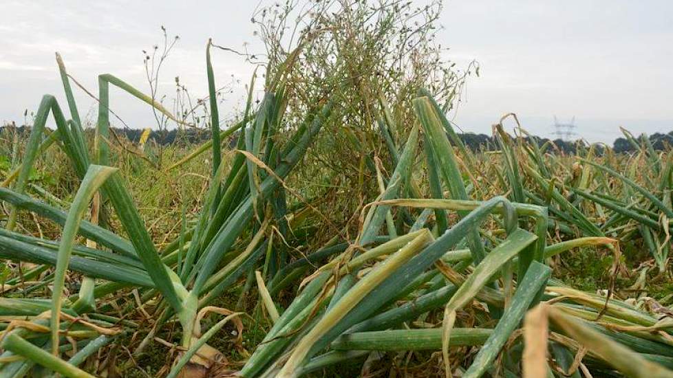 Zonder de inzet van contactmiddelen is kruiskruid in uien niet aan te pakken, zegt Paul Goorden bij de onkruidproef. ‘Dit lukt nooit met alleen een bodemherbicide. Dan krijg je dit soort situaties’, zegt hij, wijzend op een paar uienplanten die zijn overw