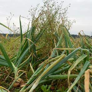 Zonder de inzet van contactmiddelen is kruiskruid in uien niet aan te pakken, zegt Paul Goorden bij de onkruidproef. ‘Dit lukt nooit met alleen een bodemherbicide. Dan krijg je dit soort situaties’, zegt hij, wijzend op een paar uienplanten die zijn overw