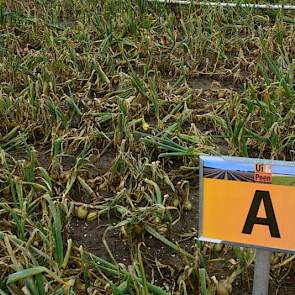 Dit jaar was een goed jaar voor de schimmelproef, zegt Fokko Prins van Agrifirm Plant. ‘Er is volop ziektedruk.’ Voor de beeldvorming laat hij een onbehandeld proefveld zien. ‘Veel dood blad. De valse meeldauw zat er al vroeg in het seizoen in. Het blad i