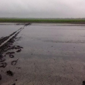 ‘Maar als je ziet hoe het perceel er in mei bij lag, ben ik heel erg tevreden.’ De enorme regenbuien rond 28 mei hebben het gewas flink parten gespeeld.