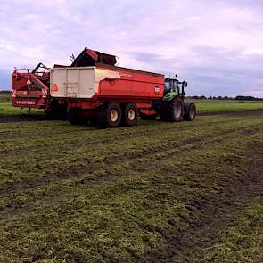 Siebring schat in dat van de 3,1 hectare zo’n 0,3 hectare verloren is gegaan na de zware regenbuien van eind mei.