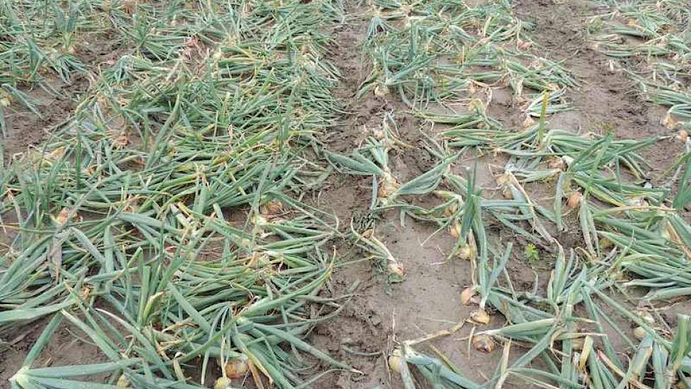 In een deel van de uienproeven zat een flinke aantasting van fusarium. Zo erg dat het deze week de vraag was of dat deel wel te zien zou zijn op de Uiendag. Besloten werd om het wel te doen. Het fusarium-tolerante ras Hysky (links) onderscheidde zich heel