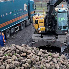 Hoiting schat de opbrengst van zijn bieten richting 95 tot 100 ton per hectare. ‘En daarmee schiet ik, net als vele collega's, fors over mijn referentie heen. In 2015 dus minder bieten zaaien’, aldus de Drentse akkerbouwer.