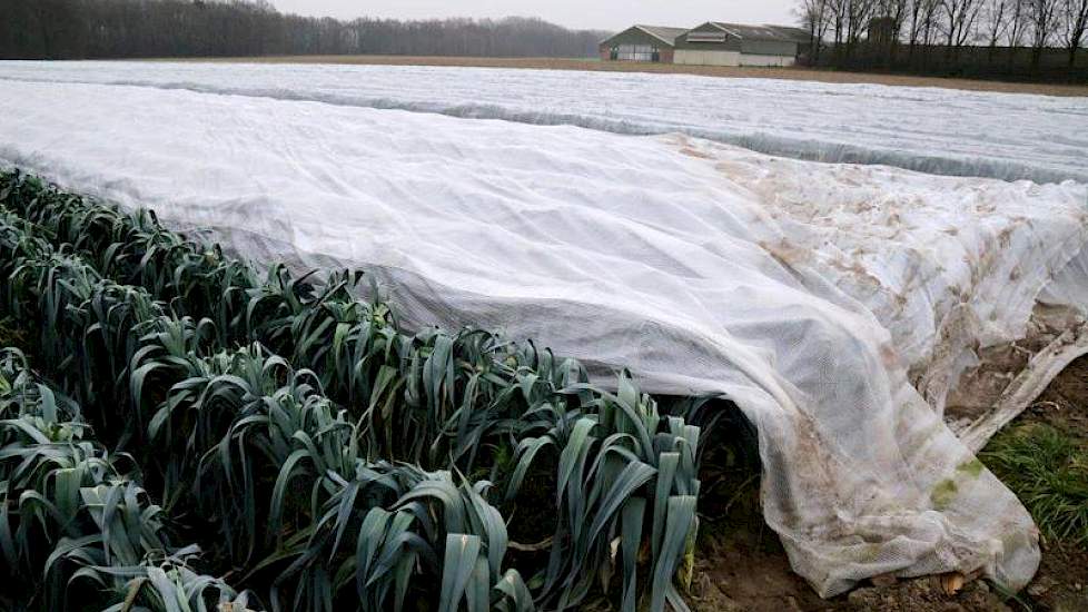 De prei was afgedekt tegen de vorst.