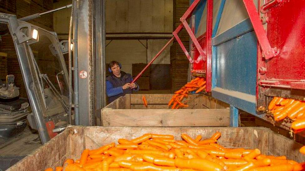 De beschadigde wortelen komen in een kist en gaan weg voor veevoer.