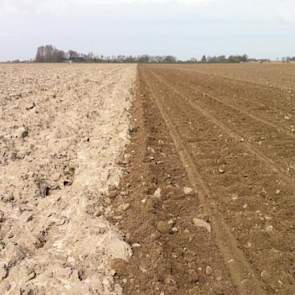 ‘De grond ligt er mooi bij. Nu de temperatuur nog wat omhoog’, zegt Kor Berghuis.