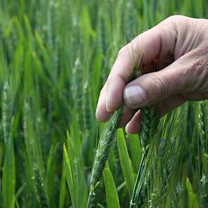 3 juni: De vroegste rassen staan net in bloei. Het huidige droge weer is in deze fase gunstig om aarfusarium te voorkomen. Met de oplopende temperaturen zal de ontwikkeling vlot doorgaan. Feekesschaal 10 tot 10.5.1