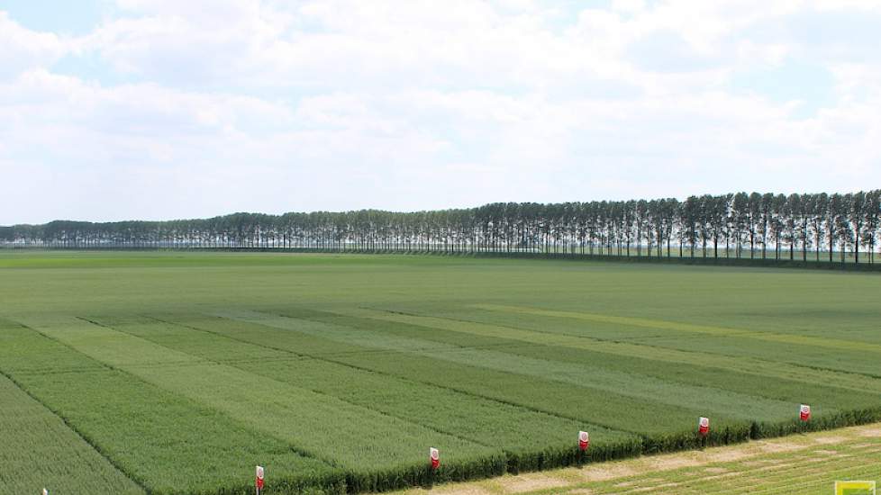 11 juni: Vanaf een hoogte zijn de verschillen tussen de rassen heel mooi zichtbaar.