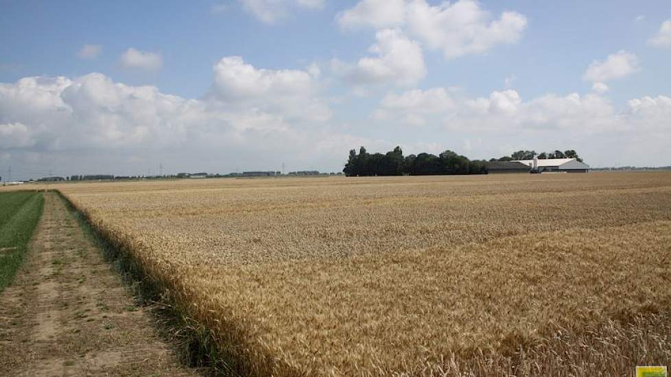 21 juli: De oogst van het demoveld in Rilland nadert. De afrijping is in het Zuidwesten mede door de droogte vroeg ingezet en daarna hard gegaan. Ook het praktijkperceel Mediator waar de demo in ligt is al ver afgerijpt.