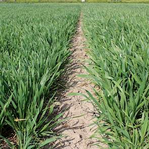 23 april 2015: Een mooie stand van het gewas. Ook zijn er fraaie verschillen in gewasontwikkeling te zien tussen de vroege en late rassen. Er is zeer weinig gele roest te zien, wel zien we iets septoria onderin het gewas. De komende weken volgen we het ge