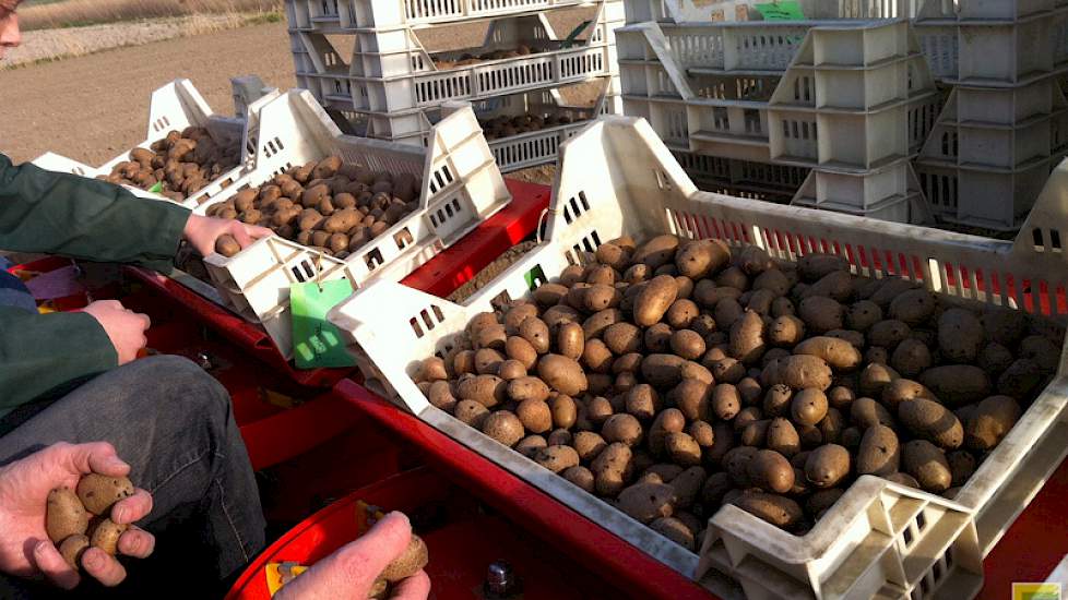 Tussendoor zijn nog ruim 40.000 miniknolletjes gepoot.