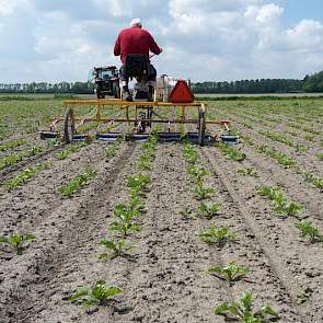 De hoeveelheid opslag val relatief mee, vindt Erik Jan Rampen. De bieten (KWS Florena) waar de opslagplanten in staan, zijn 18 maart gezaaid.