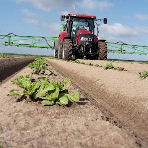 En terwijl zijn vader de opslagplanten in de bieten aanpakt, voert Erik Jan Rampen in de aardappelen de eerste bespuiting tegen phytophthora uit. ‘Ik heb vorig jaar dat op tijd beginnen veel ellende bespaart.’ De weersomstandigheden zijn gunstig voor de s