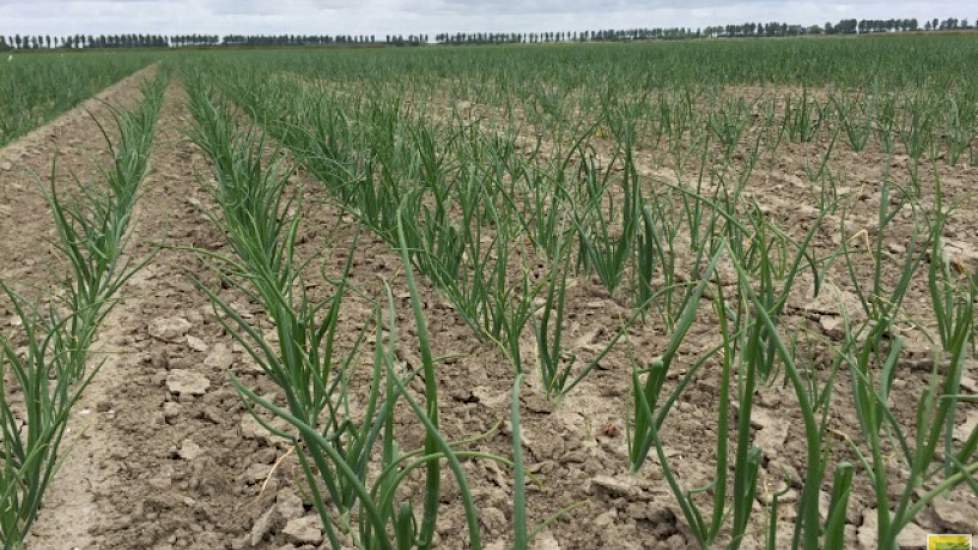 24 juni: Ondanks de droogte is de groei van de uien redelijk op gang. Het voordeel van de droogte van de afgelopen tijd is dat het onkruid prima op mechanische wijze  bestreden kan worden en dat de onkruiddruk redelijk laag is.