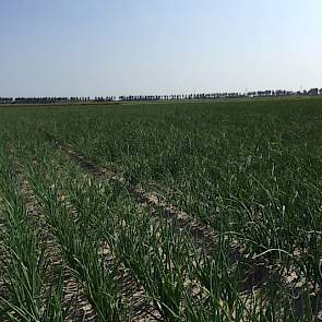 3 juli: in twee weken veel groen blad op de uien gegroeid.