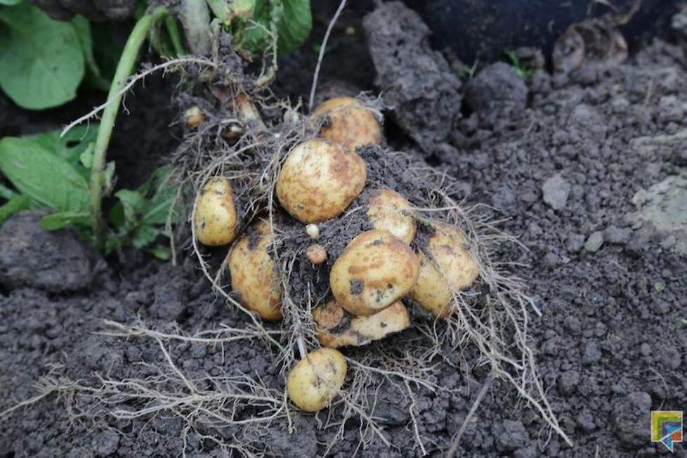 De Opperdoezer Ronde is een erkend streekproduct. Telers uit andere gebieden probeerden hem wel eens te telen, maar liepen tegen de lamp. Alleen geteeld in een straal van anderhalve kilometer rond Opperdoes mag de aardappel zich naar de Noord-Hollandse pl