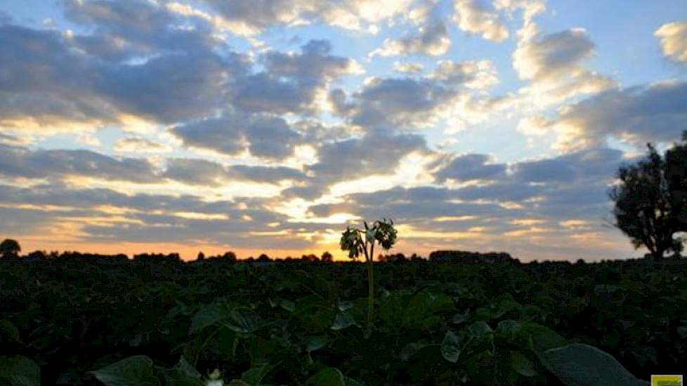 Ben Saanen uit Budel-Schoot twittert een foto van een perceel aardappelen waar de eerste planten al in bloei staan. ‘Er moet massaal beregend worden over de kurkdroge Brabantse grond.’