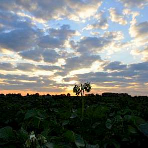 Ben Saanen uit Budel-Schoot twittert een foto van een perceel aardappelen waar de eerste planten al in bloei staan. ‘Er moet massaal beregend worden over de kurkdroge Brabantse grond.’