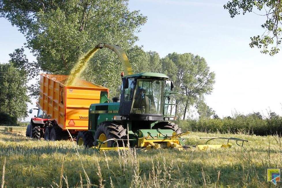 Het graan is op een normaal tijdstip klaar voor gehele plant silage. Het is deegrijp.