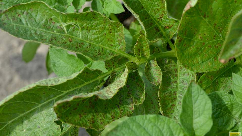 De rasgevoeligheid voor ozonschade is groot. Het HLB onderzoekt onder meer op de Rusthoeve wat de effecten zijn van bemesting, plantversterkers en gewasbescherming op het voorkomen van ozonschade.