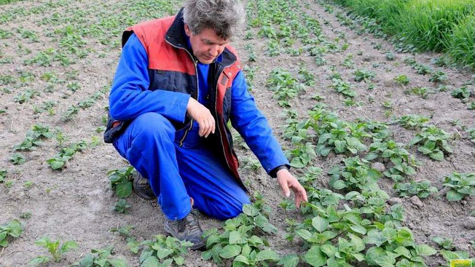 Medio juni zijn de aardappelen nog te klein om hun werk als vanggewas goed te kunnen doen. De akkerbouwer heeft daarom bij de NVWA uitstel aangevraagd van de uiterste vernietigingsdatum. Met succes: hij heeft ruim een week uitstel gekregen. Volgens de reg