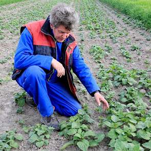 Medio juni zijn de aardappelen nog te klein om hun werk als vanggewas goed te kunnen doen. De akkerbouwer heeft daarom bij de NVWA uitstel aangevraagd van de uiterste vernietigingsdatum. Met succes: hij heeft ruim een week uitstel gekregen. Volgens de reg