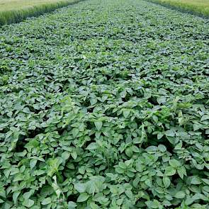 Het vanggewas staat er eind juni redelijk ontwikkeld bij. Uiterlijk 30 juni moeten de aardappelen zijn doodgespoten.