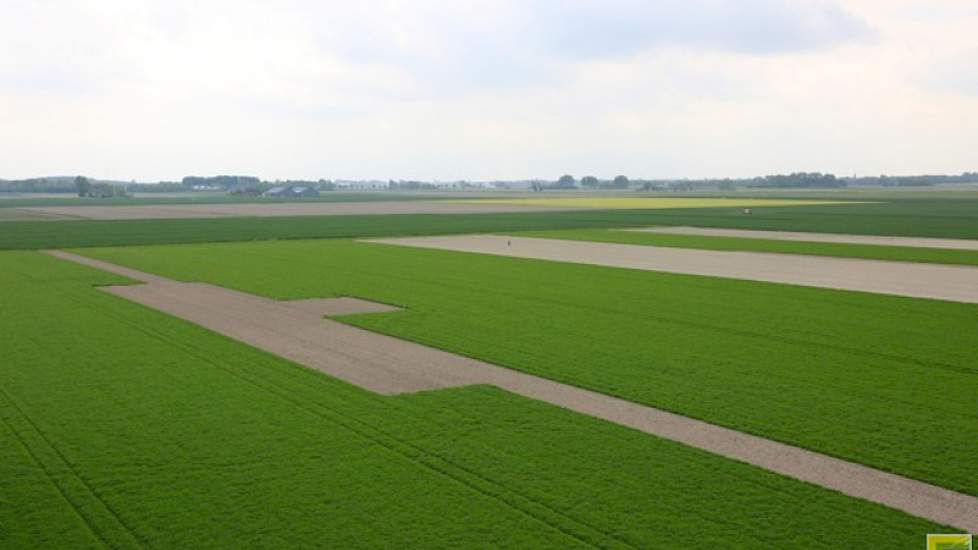 „We hebben warmte nodig om de aardappelen te laten groeien”, zei Vermue begin juni.