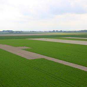 „We hebben warmte nodig om de aardappelen te laten groeien”, zei Vermue begin juni.