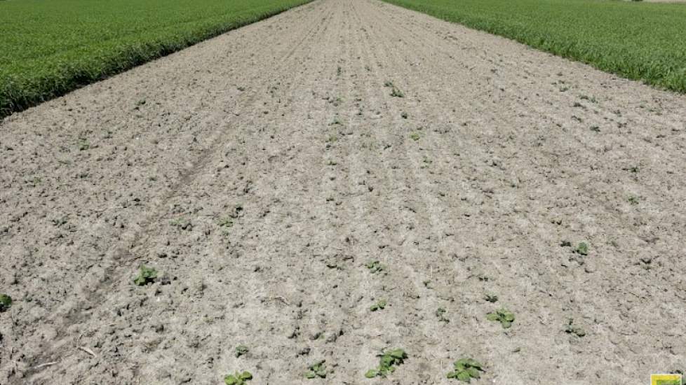 De temperatuur is in mei en juni lang aan de lage kant geweest, waardoor de vanggewas-aardappelen begin juni nog maar net boven de grond stonden.