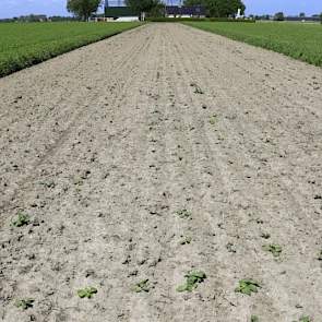 De temperatuur is in mei en juni lang aan de lage kant geweest, waardoor de vanggewas-aardappelen begin juni nog maar net boven de grond stonden.