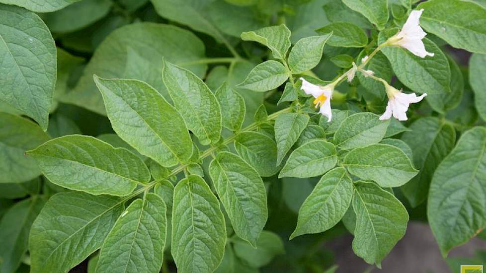 In aardappelen liet de NAK de verschillen zien tussen ziektes en gebreken.