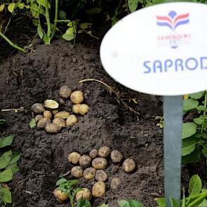 Belangrijk is volgens Buwalda dat de rassen volledig resistent zijn tegen nematoden en wratziekten. „Deelresistent is niet genoeg voor onze afnemers.”