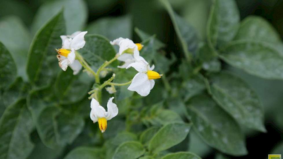 Lammert Buwalda verwacht minder knollen. „Vorig jaar was het tal 12 tot 14 per plant, nu eerder 8 tot 10.” Wat het weer nu doet met de aardappelen moet nog blijken. Buwalda denkt dat bij enige doorwas de gewassen nog genoeg hersteltijd hebben tot de oogst