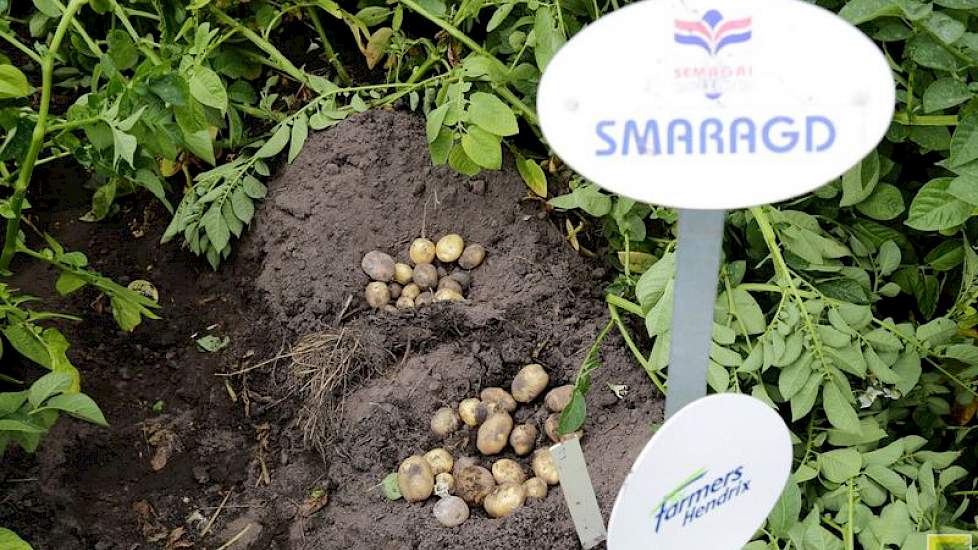 Volgens Semagri-directeur Lammert Buwalda zijn de rassen Saprodi, Supporter en Sarion de sterke dubbeldoelers in het rassenpakket. „Het zijn rassen die we nog aan het opbouwen zijn. Pootgoed is nog beperkt, maar we hebben wel enorme hoeveelheden miniknoll